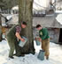 gathering sap for Vermont maple syrup, a staple at The Governor's House