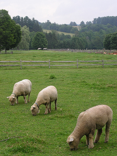 three sheep grazing in a green field surrounded by lush green hills