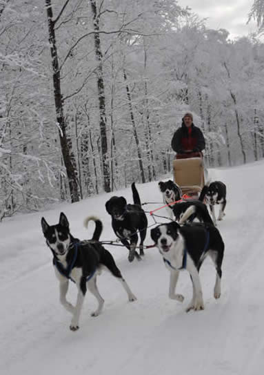 winter or summer camping adventures and dogsled rides in Vermont
